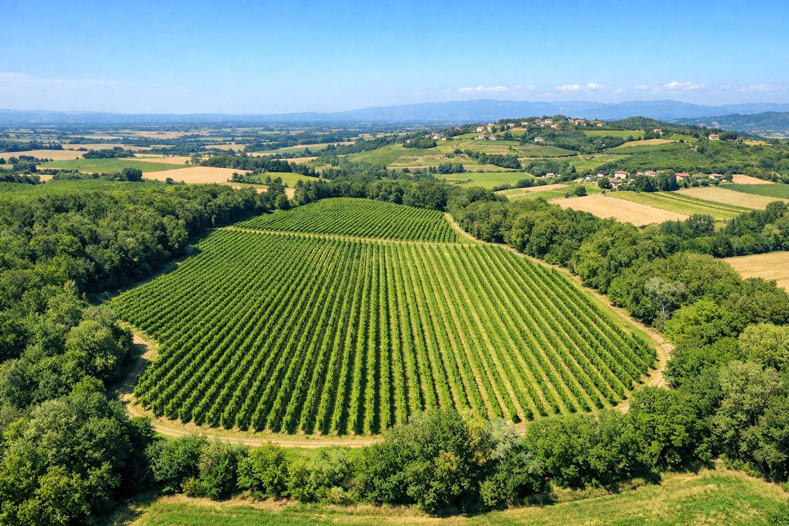 Immagine principale